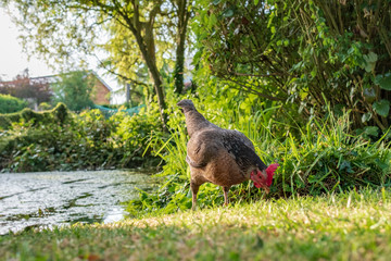 Wall Mural - Isolated view of an adult bantam Hen seen looking for food in a large, private garden during summer. Part of a large pond is near the hen.