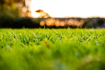 Shallow focus image of a well-maintained garden showing detail of the lush lawn seen from just above its surface. The background shows a distant sunset behind out of focuses hedges.