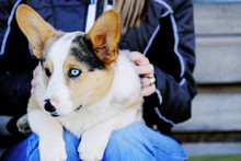 Pet Puppy Dog In Lap, Canine Lifestyle With Blue Eyed Corgi.