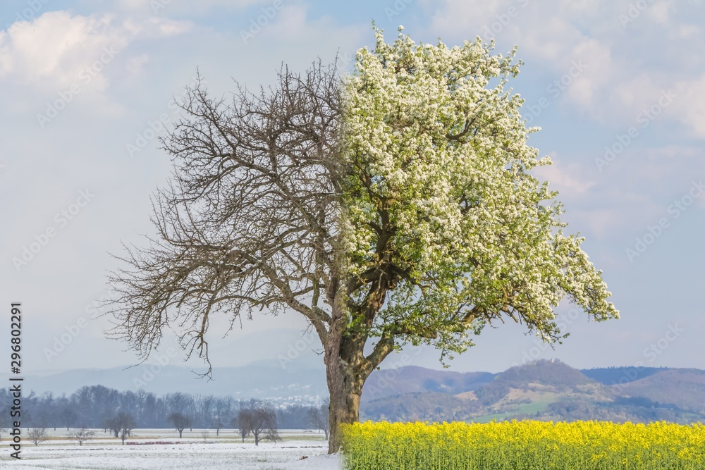 Climate change transition winter to spring summer time over year. Global warming weather with single big