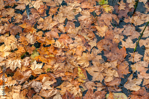 Texture With Autumn Maple Leaves Floating Over Lake Banyoles In Girona Spain Buy This Stock Photo And Explore Similar Images At Adobe Stock Adobe Stock