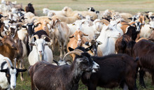 A Herd Of Goats And Sheep. Animals Graze In The Meadow. Pastures Of Europe.