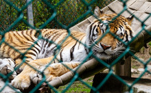 Tiger Sleeping Behind His Fenced Area In The Zoo