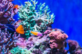 Fototapeta Do akwarium - Underwater life of a hard-coral reef, Red Sea, Egypt