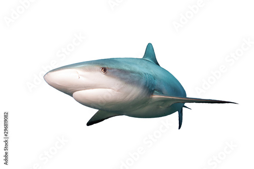 Shark isolated on white background . Tableau sur Toile