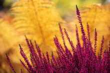 Common Heather, Calluna Vulgaris, In Full Bloom, Purple Flowers Among Ostrich Fern Leaves