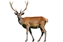 Portrait Of A Wild Red Deer Stag Isolated On A White Background In Close-up ( High Details)