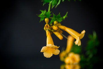 Poster - Blooming curly flower kampsis on a branch, black background.