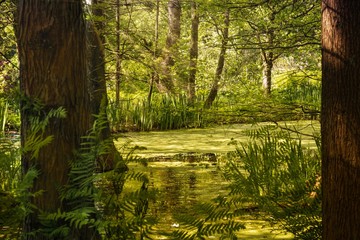 Wall Mural - beautiful scenery of a bayou in the middle of a forest surrounded by green trees