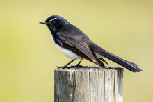 Willie Wagtail In Australia