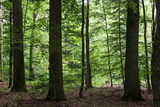 Fototapeta Las - Old natural oak forest in summer, view from the middle. Sunlit Oak Tree Forest in Summer. shadows and light in the greenery of an old oak forest