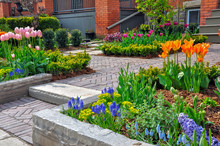 This Beautiful, Urban Front Yard Spring Garden Features A Large Veranda, Brick Paver Walkway, Retaining Wall With Plantings Of Bulbs, Shrubs And Perennials For Colour, Texture And Winter Interest.