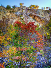 Poster - Autumn leaves on a tree