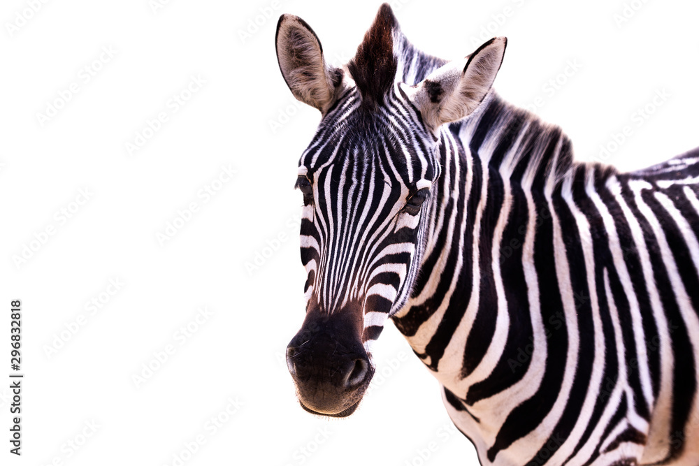 Close up of a zebra on a white background - obrazy, fototapety, plakaty 