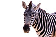 Close up of a zebra on a white background