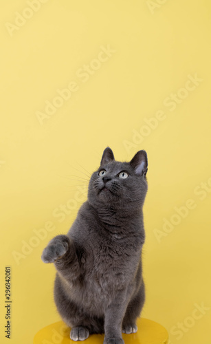 Cat Door Stickers Cat Door Murals Canada