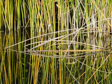 Green Reeds Reflecting In Water