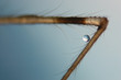 © Sherif Hosni - Selective focus of water droplet on spider