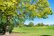 © James - Tree with Yellow Leaves in front of a Midwestern Neighborhood Retention Pond during Autumn