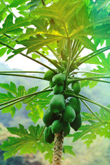 The Papaya fruits growing on the tree