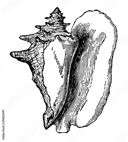 Cuadros en Lienzo Shell of Strombus Gigas vintage illustration.