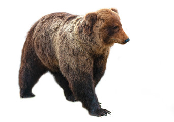 big brown bear isolated on white background
