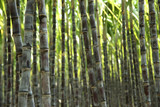Fototapeta Dziecięca - Closeup of sugarcane plants growing at field