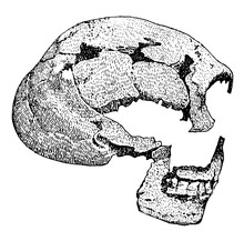 Skull Of The Man Of Spy Vintage Illustration