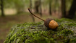 Fallen acorn on rock covered with moss in the woods during autumn with beautiful autumnal colors.