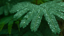 Close Up Water Droplets On Fern Leave In Woods After Rain Shower