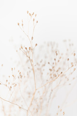  Delicate Dry Grass Branch on White Background
