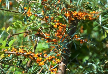 Wall Mural - A branch with Hippophae rhamnoides fruit