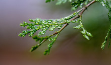 Close-up Of A California Incense Cedar Branch (Calocedrus Decurrens) After The Rain