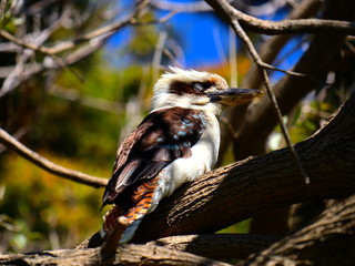 kookaburra bird on a branch