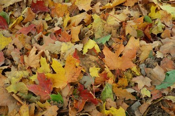 Wall Mural - Colorful dry leaves on the ground in autumn season. Nature background concept.