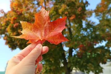 Wall Mural - Hand holding red maple leaf with blurred of colorful tree leaves and blue sky background. Nature in autumn background concept.
