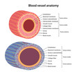 The human circulatory system. Blood vessels anatomy. Cross section of vessels: aorta, elastic artery, muscular artery, arterioles, capillaries, venules and veins. Vector illustration in a flat style.