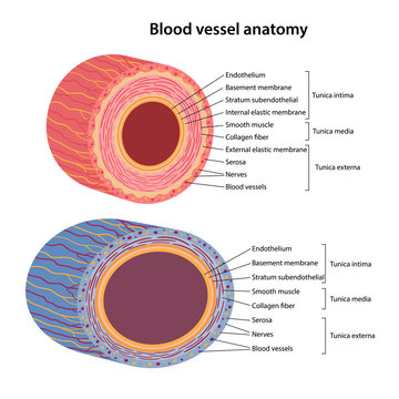 the human circulatory system. blood vessels anatomy. cross section of vessels: aorta, elastic artery