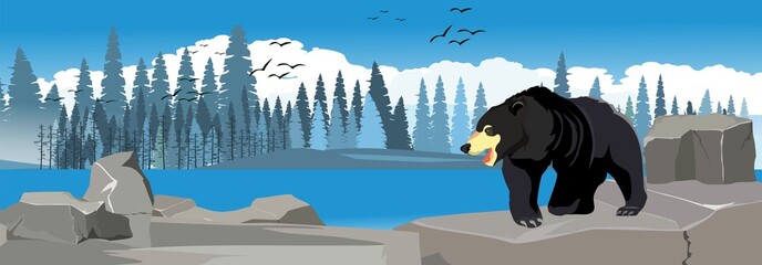 Wall Mural - Grey winter in northern forest, black bear walking, panoramic, horizontal vector illustration