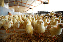 Chickens On Farm