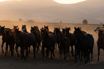 Wild horses being collected