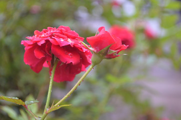 Beautiful Red Rose in Garden