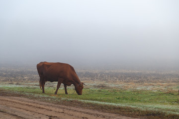 A cow grazes in a meadow on an autumn morning in the fog.