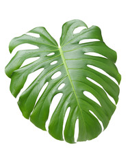 Wall Mural - Big green leaf of Monstera plant on white background