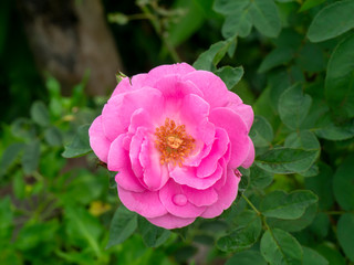 Wall Mural - Damask Rose flower with blur background