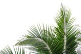 Fototapeta  - Coconut leaves with branches on white isolated background for green foliage backdrop 