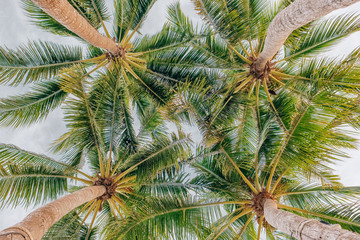 Wall Mural - Looking up at the coconut palm trees 