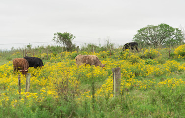 Heads of cattle feeding amid Senecio brasiliensis flowers 02