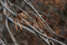 Dry Pine Tree Branch Close Up
