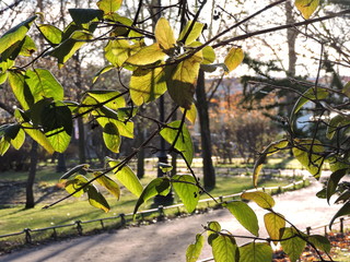 Wall Mural - autumn tree with leaves in the park